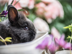 bunny amongst the flowers