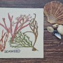*NEW* Seaweed Hand embroidery panel to fit 6 inch mount or 8 inch frame additional 1